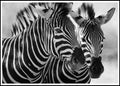 Zebras