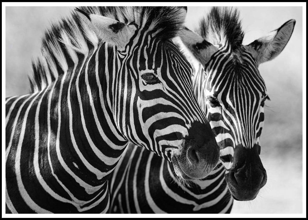 Set of 2 Bohemian Animal & Floral Wall Art Prints – Zebras & Red Poppies Gallery Set