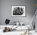 Zebras