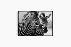 Zebras