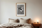 Eryngium Giganteum by Karl Blossfeldt – Botanical Photography Art Print - Hakyarts