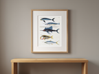 Poissons, Plate 34 by Louis Renard – 18th-Century Natural History Illustration Art Print