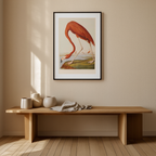 John James Audubon - Amerikansk flamingo | HakyArts