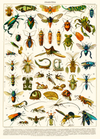 Fruits II – Adolphe Millot Poster | Vintage Botanical Art Print - Hakyarts