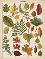 Adolphe Millot – Botanical Elegance Trio