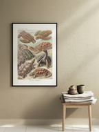 Chelonia “Schildkröten” by Ernst Haeckel – Scientific Marine Life Art Print
