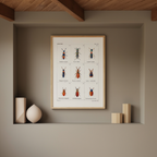 British Beetles Plate IV