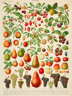 Fruits III – Adolphe Millot Poster | Vintage Botanical Art Print - Hakyarts