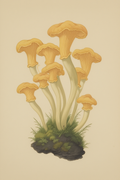 Earthbound Caps – Shiitake Botanical Illustration