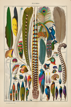 Vintage Plumes (Feathers) by Adolphe Millot – Ornithology Illustration Art Print - Hakyarts