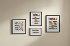 Louis Renard – Colorful Aquatic Life Series
