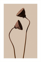 Studies in Bloom – 7 Floral Artworks Collection - Hakyarts