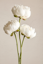 Studies in Bloom – 7 Floral Artworks Collection - Hakyarts