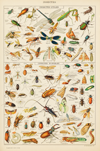 Vintage Insectes III by Adolphe Millot – Entomology Illustration Art Print - Hakyarts