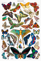 Vintage Papillons (Butterflies) by Adolphe Millot – Entomology Illustration Art Print - Hakyarts