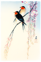 Swallows with Cherry Blossom – Ohara Koson Poster | Japanese Nature Art Print - Hakyarts