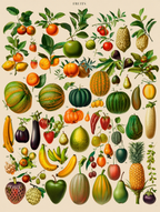 Fruits II Poster No. 2 – Adolphe Millot | Vintage Botanical Art Print - Hakyarts