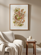 Nepenthaceae “Kannenpflanzen” by Ernst Haeckel – Scientific Botanical Art Print