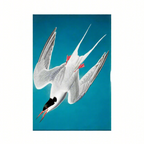 Canvas Print John James Audubon - Roseate Tern