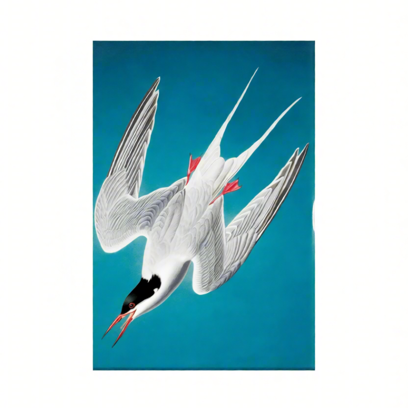 Canvas Print John James Audubon - Roseate Tern