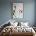Lotus Flowers by Ogawa Kazumasa – Japanese Photography Art Print