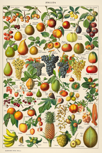 Vintage Fruits I by Adolphe Millot – Botanical Illustration Art Print - Hakyarts