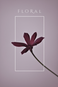 Midday Blossom – Floral Art Print - Hakyarts