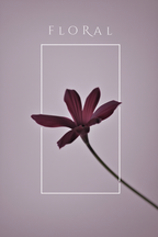 Midday Blossom – Floral Art Print - Hakyarts