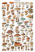 Vintage Champignons (Mushrooms) by Adolphe Millot – Botanical Illustration Art Print - Hakyarts