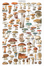 Vintage Champignons (Mushrooms) by Adolphe Millot – Botanical Illustration Art Print - Hakyarts