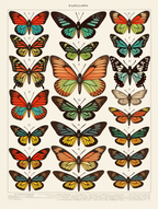 Adolphe Millot – Timeless Naturalist Quartet