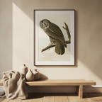 Great Cinereous Owl by John James Audubon – Ornithological Art Print