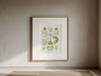 Bryozoa “Moostiere” by Ernst Haeckel – Scientific Marine Life Art Print