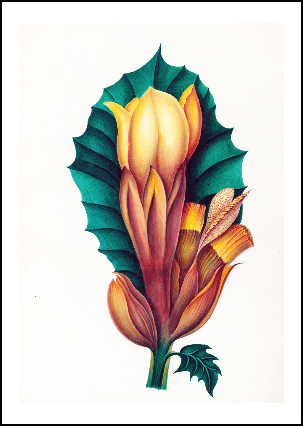 Drawings of tropical flowers and fruits, from South America Pl.02 - Hakyarts