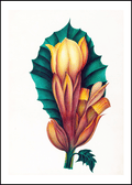 Drawings of tropical flowers and fruits, from South America Pl.02 - Hakyarts