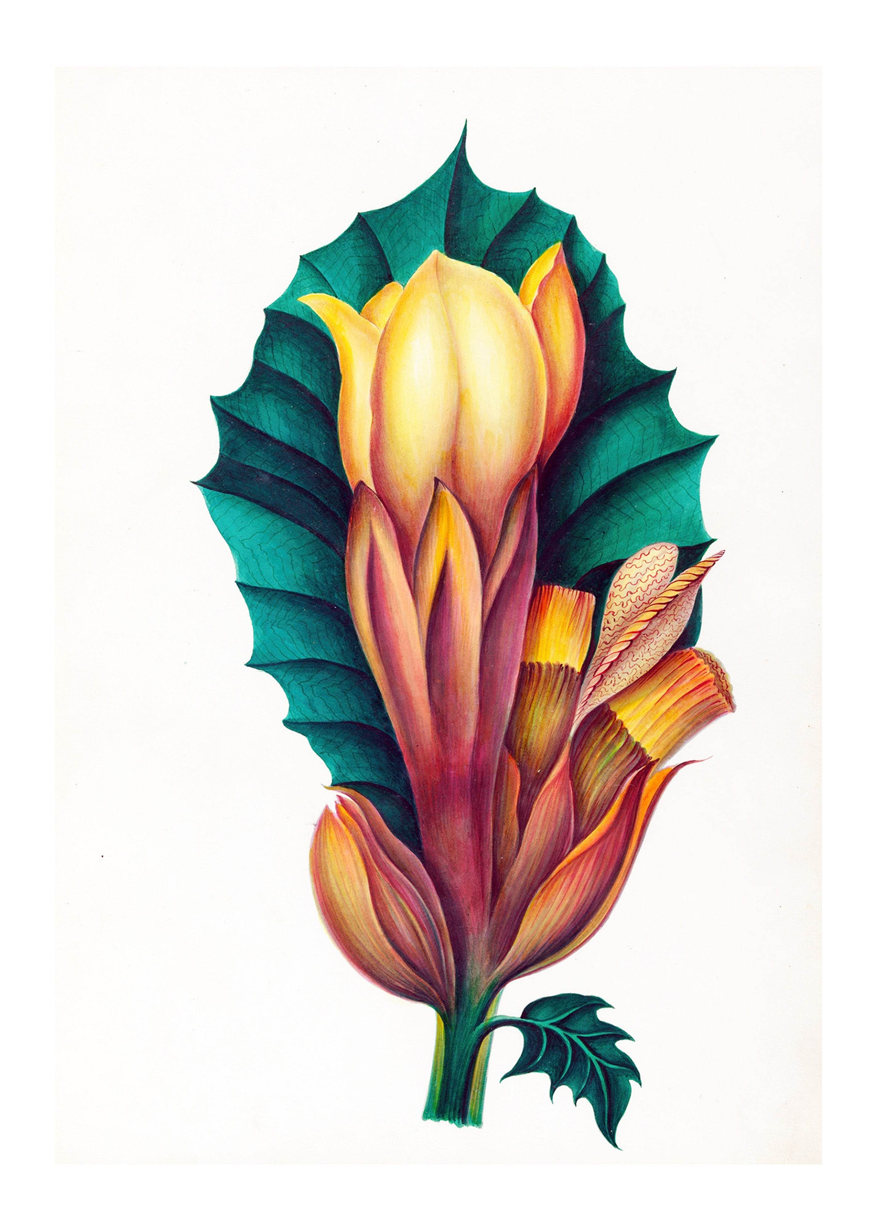 Drawings of tropical flowers and fruits, from South America Pl.02 - Hakyarts