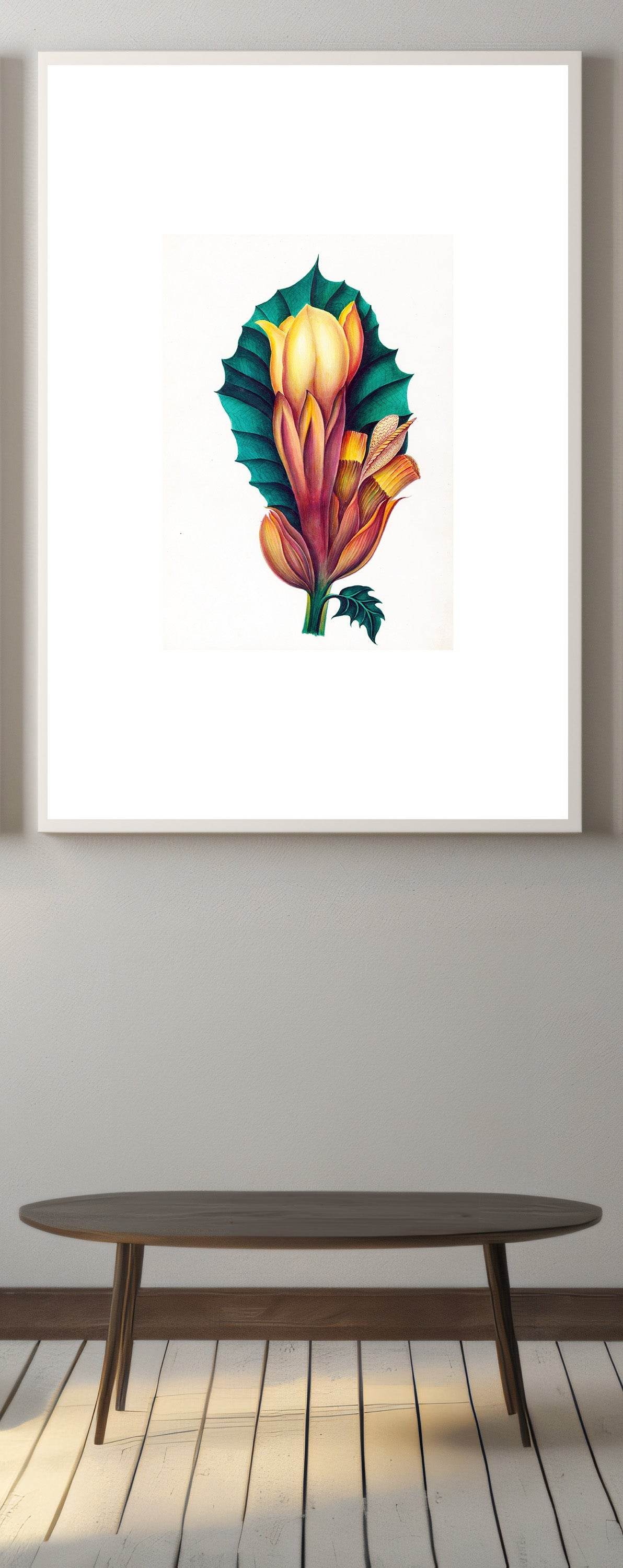 Drawings of tropical flowers and fruits, from South America Pl.02 - Hakyarts