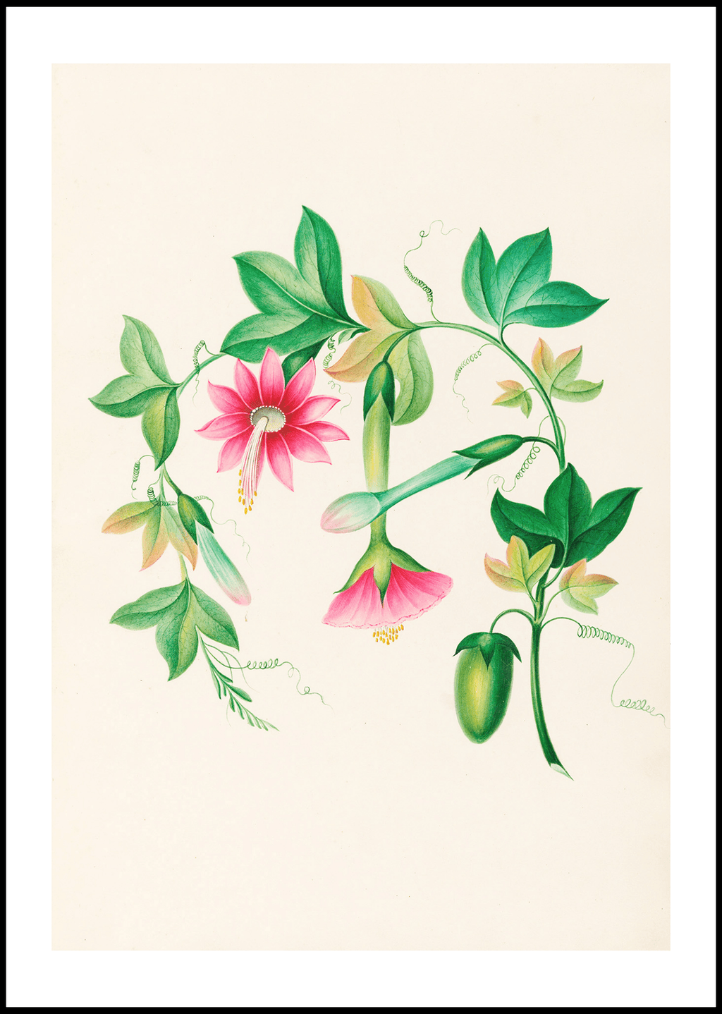 Drawings of tropical flowers and fruits, from South America Pl.03 - Hakyarts