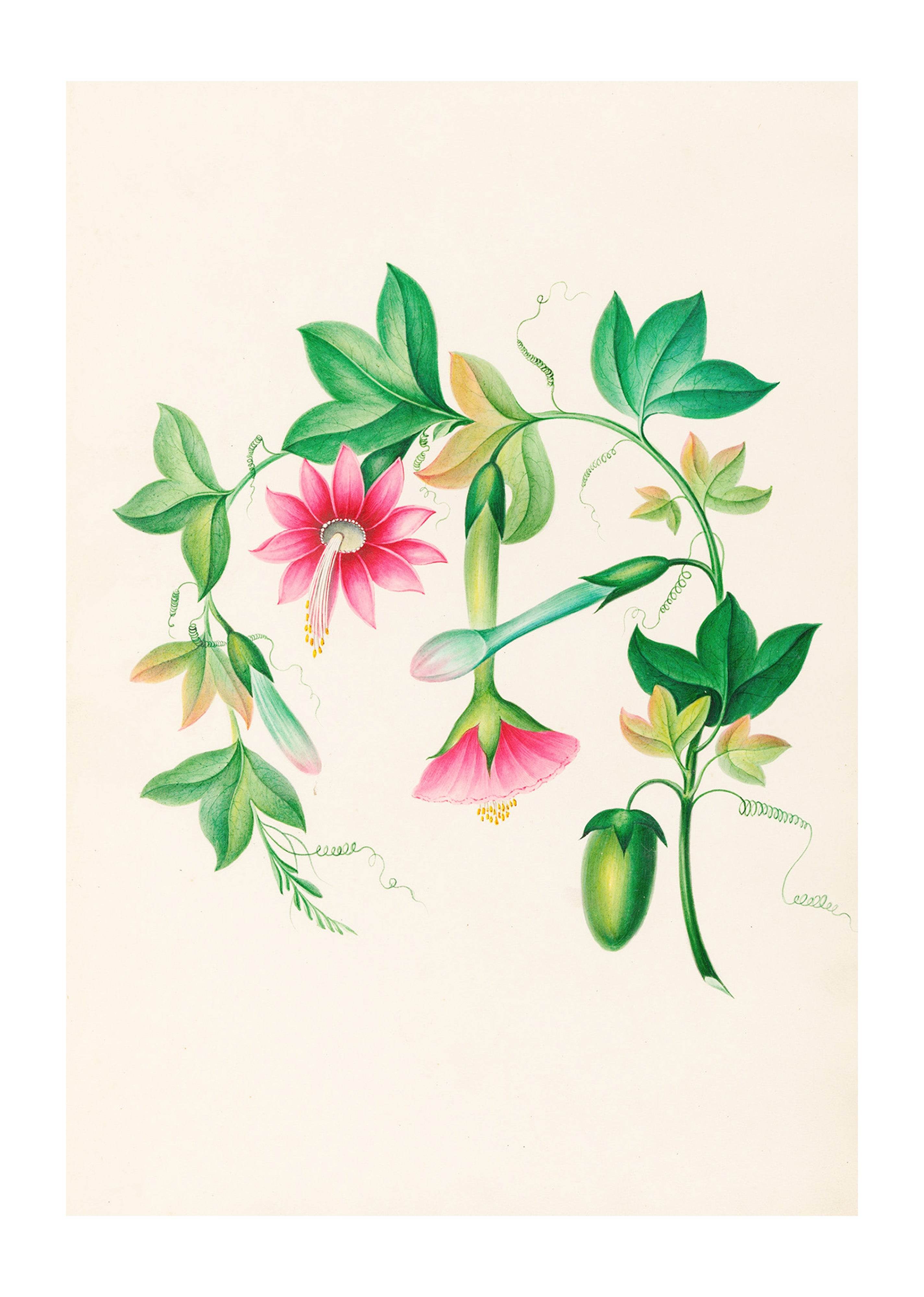 Drawings of tropical flowers and fruits, from South America Pl.03 - Hakyarts