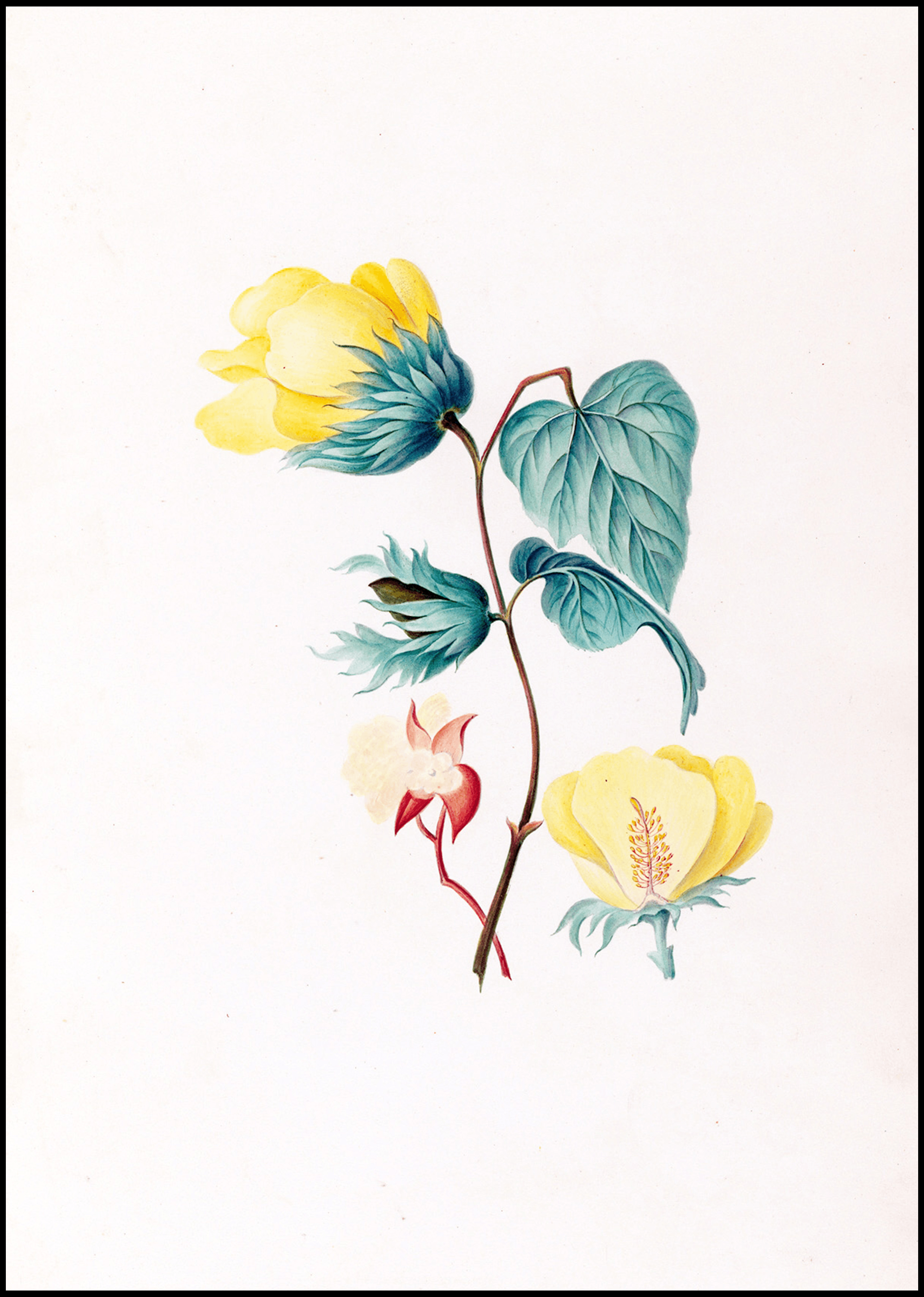 Drawings of tropical flowers and fruits, from South America Pl.05 - Hakyarts