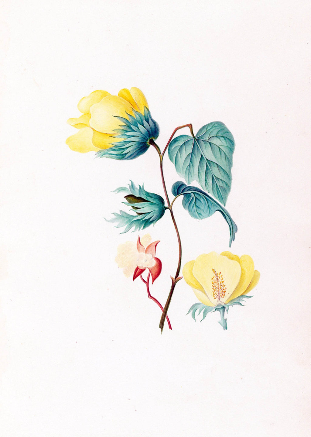 Drawings of tropical flowers and fruits, from South America Pl.05 - Hakyarts