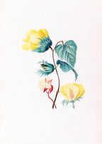 Drawings of tropical flowers and fruits, from South America Pl.05 - Hakyarts