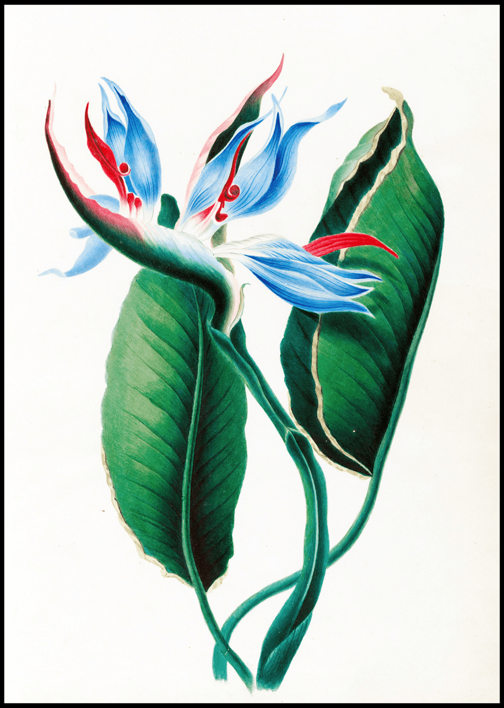 Set of 2 Botanical Floral Art Prints – Tropical Flowers & King of Iris Gallery Set