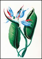 Set of 2 Botanical Floral Art Prints – Tropical Flowers & King of Iris Gallery Set