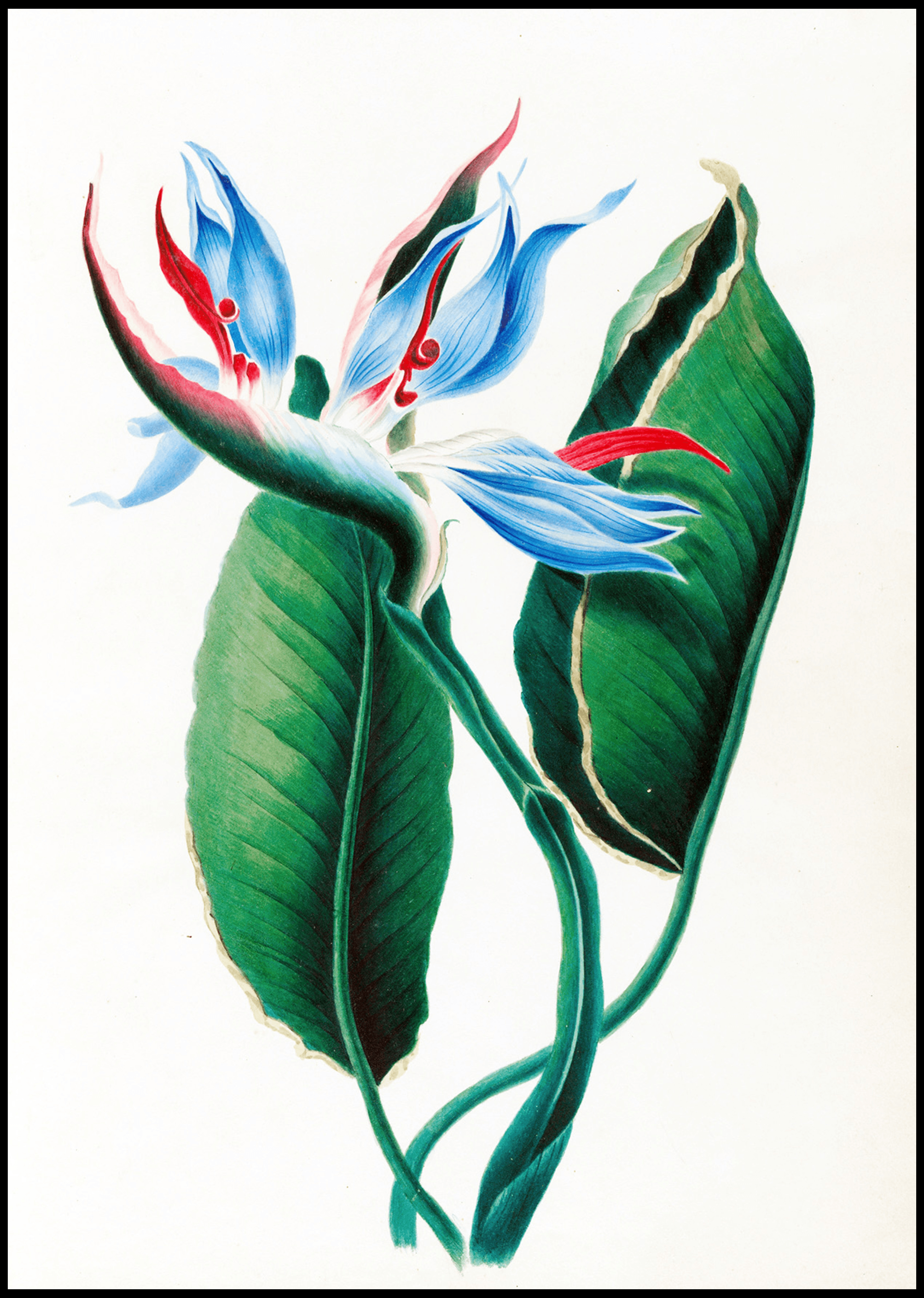 Set of 2 Botanical Floral Art Prints – Tropical Flowers & King of Iris Gallery Set