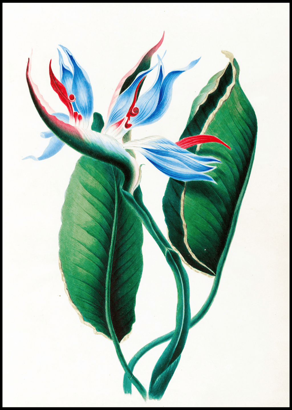 Drawings of tropical flowers and fruits, from South America Pl.13 - Hakyarts