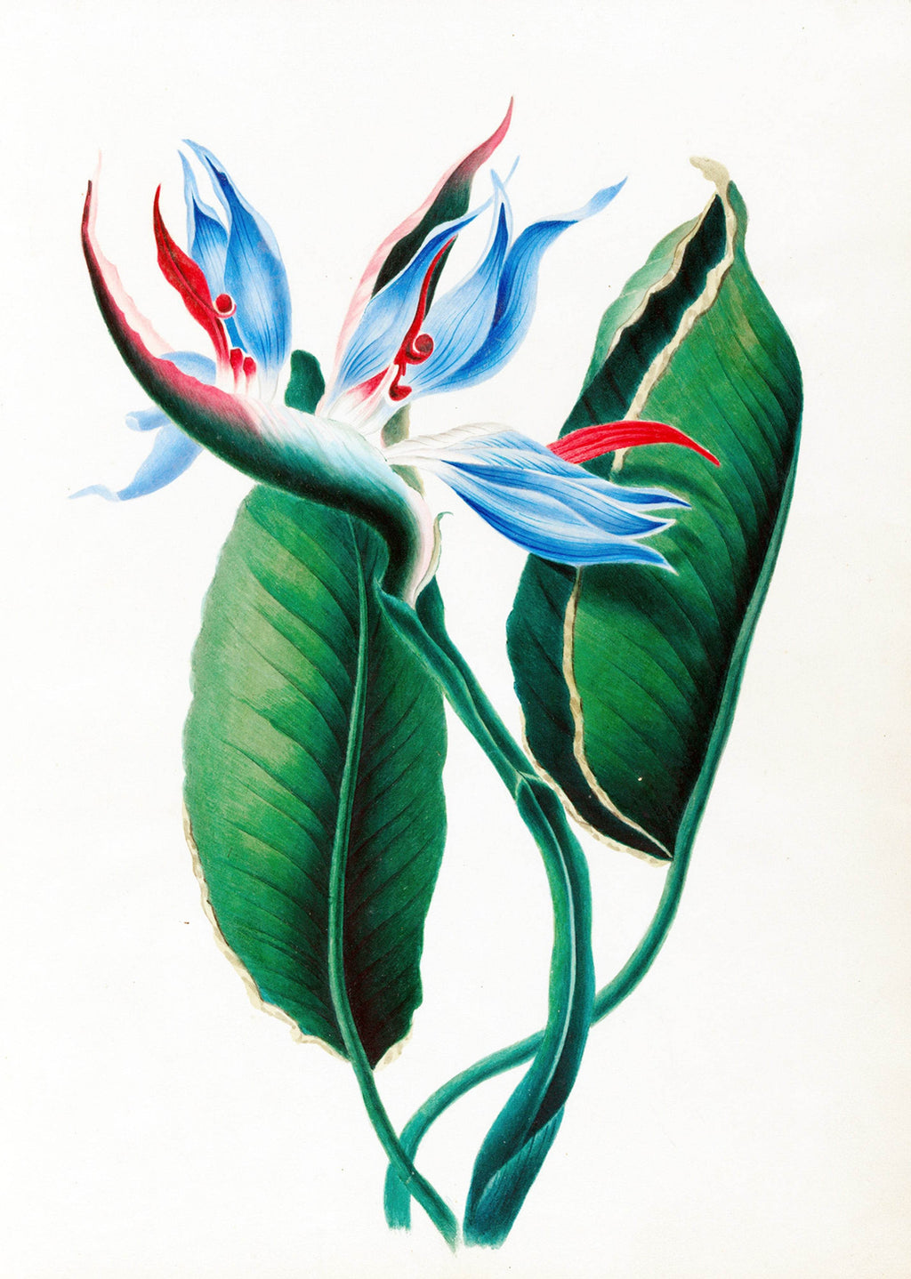 Drawings of tropical flowers and fruits, from South America Pl.13 - Hakyarts