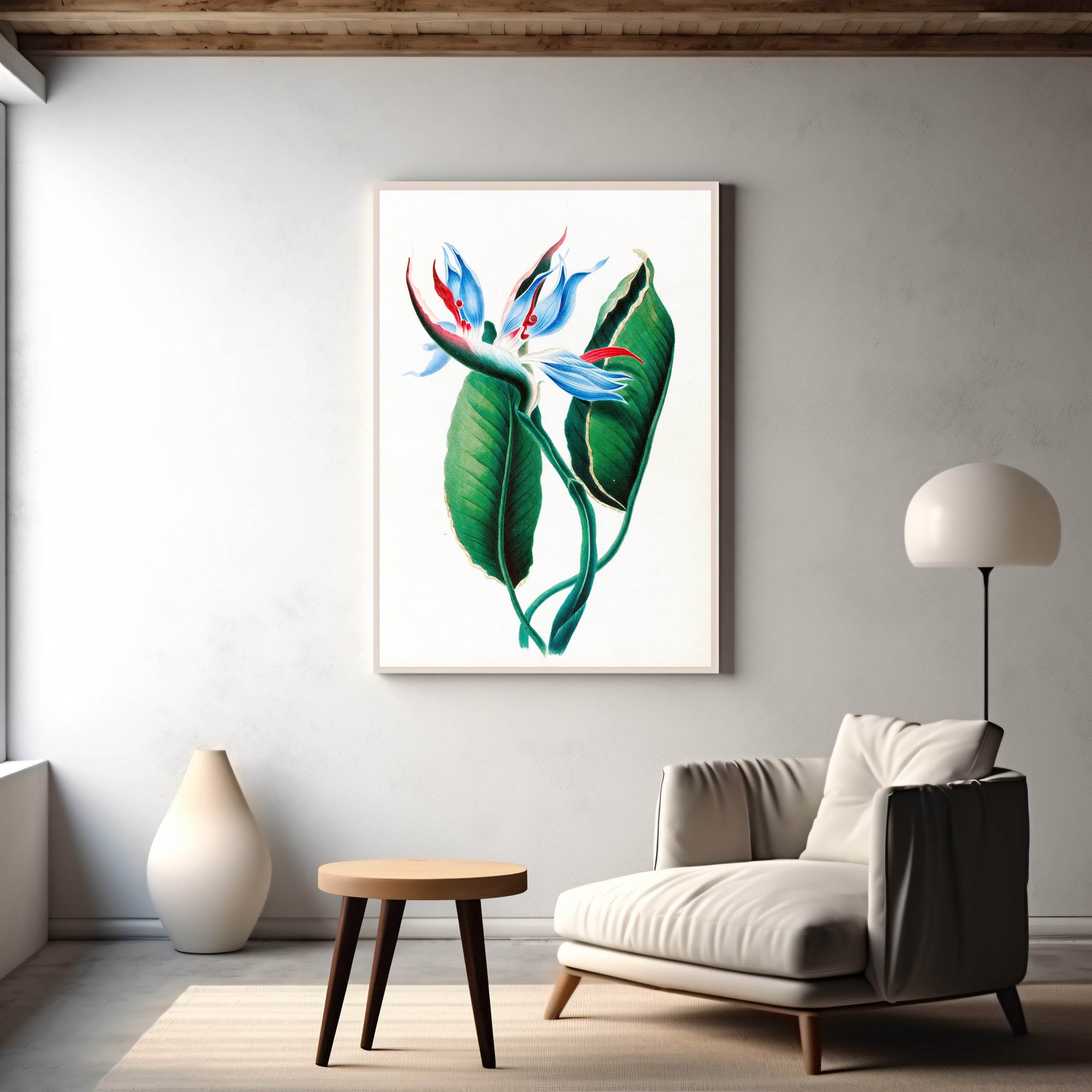 Drawings of tropical flowers and fruits, from South America Pl.13 - Hakyarts