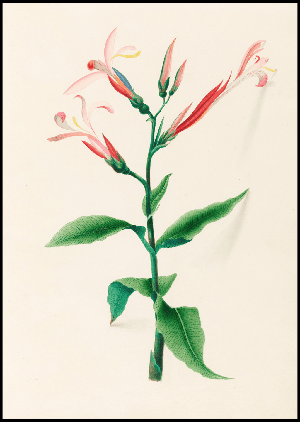 Drawings of tropical flowers and fruits, from South America Pl.17 - Hakyarts