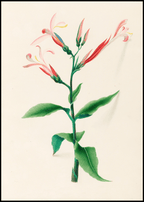 Drawings of tropical flowers and fruits, from South America Pl.17 - Hakyarts